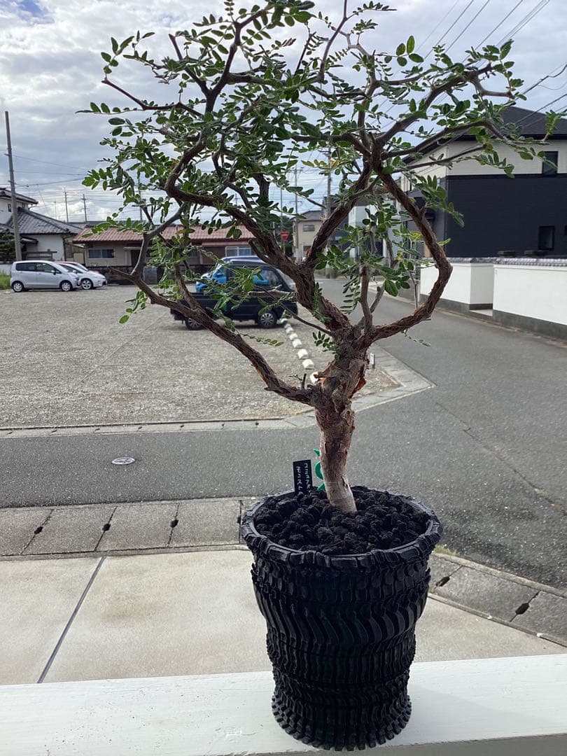 Nakano ーコミフォラ　モンストローサ　良型　鉢ごと　現地球