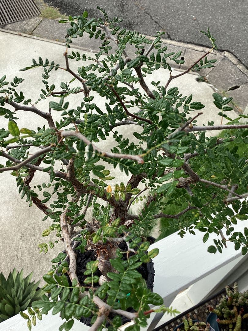 Nakano ーコミフォラ　モンストローサ　良型　鉢ごと　現地球