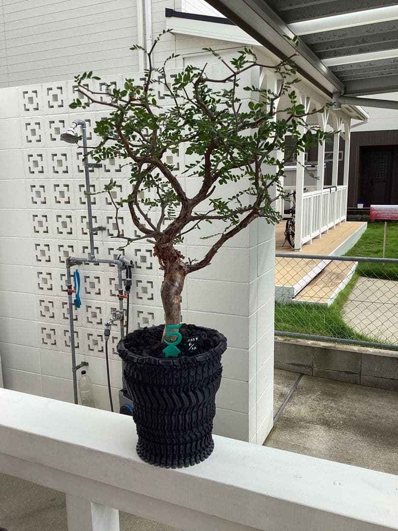 Nakano ーコミフォラ　モンストローサ　良型　鉢ごと　現地球