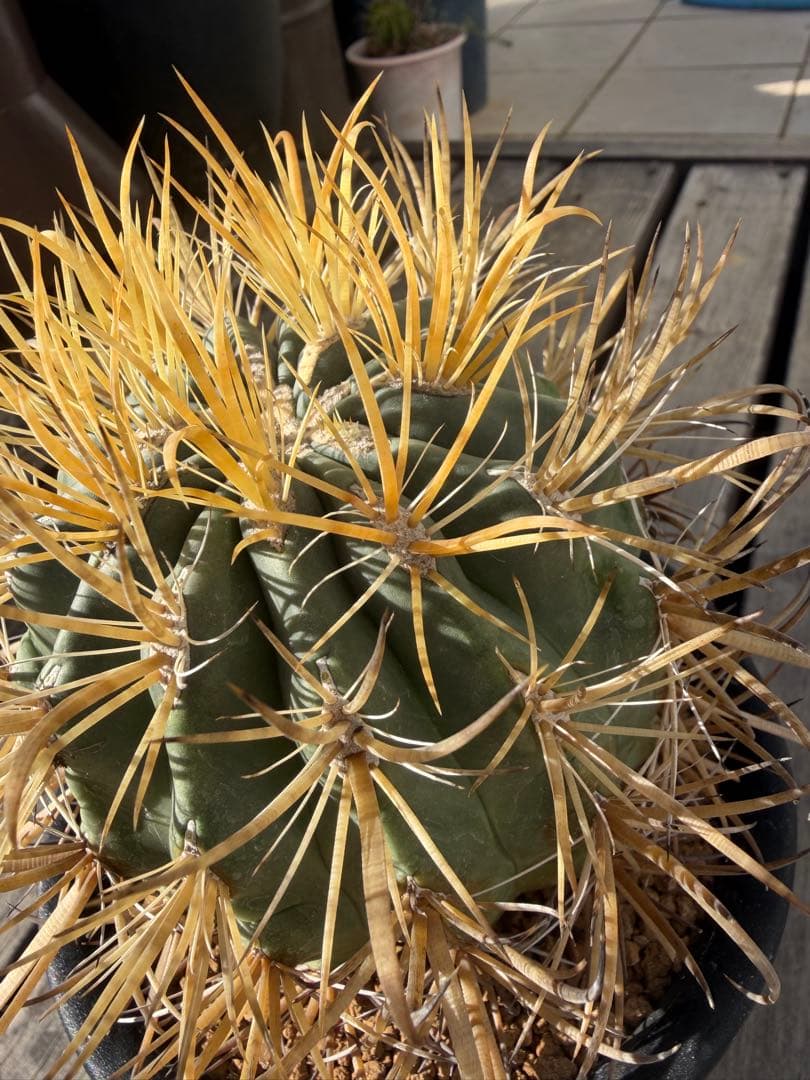 フェロカクタス金冠竜◇多肉サボテン　アガベ ユッカ　ハオルチア　アロエ　チタノタ