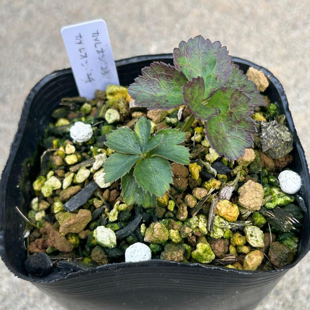 たんたんBwg026 クリスマスローズ 小苗 セット