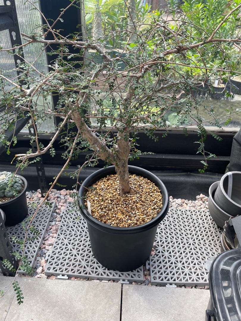 塊根植物 オペルクリカリア デカリーOperculicarya Decaryi