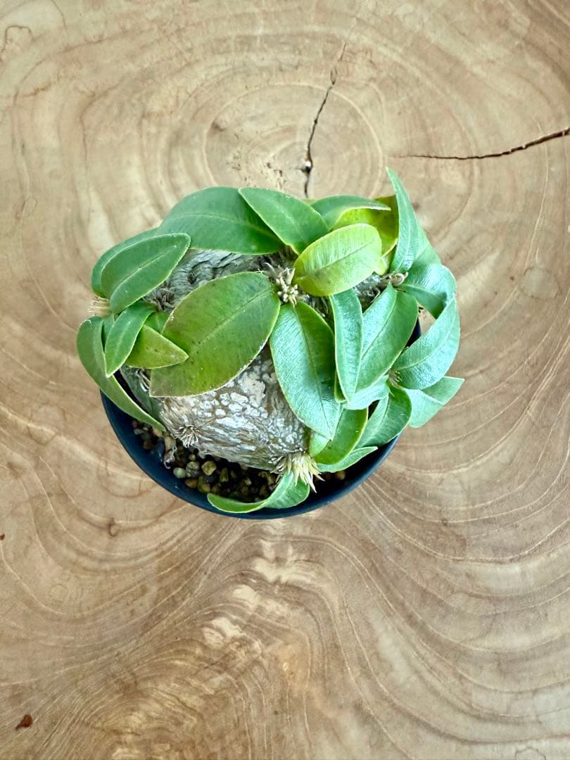 パキポディウム ブレビカウレ 恵比寿笑 良型 現地球 発根済み