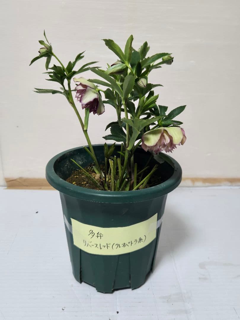 ☆クリスマスローズ☆多弁クレオパトラ系　リバースレッド☆6号鉢☆