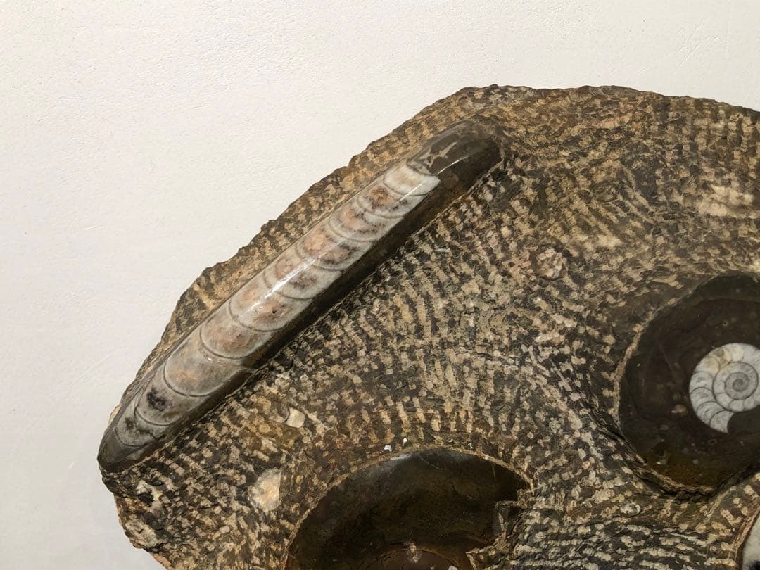 アンモナイト 化石群集 コレクション 原石 自然 置物 歴史資料 古代 標本