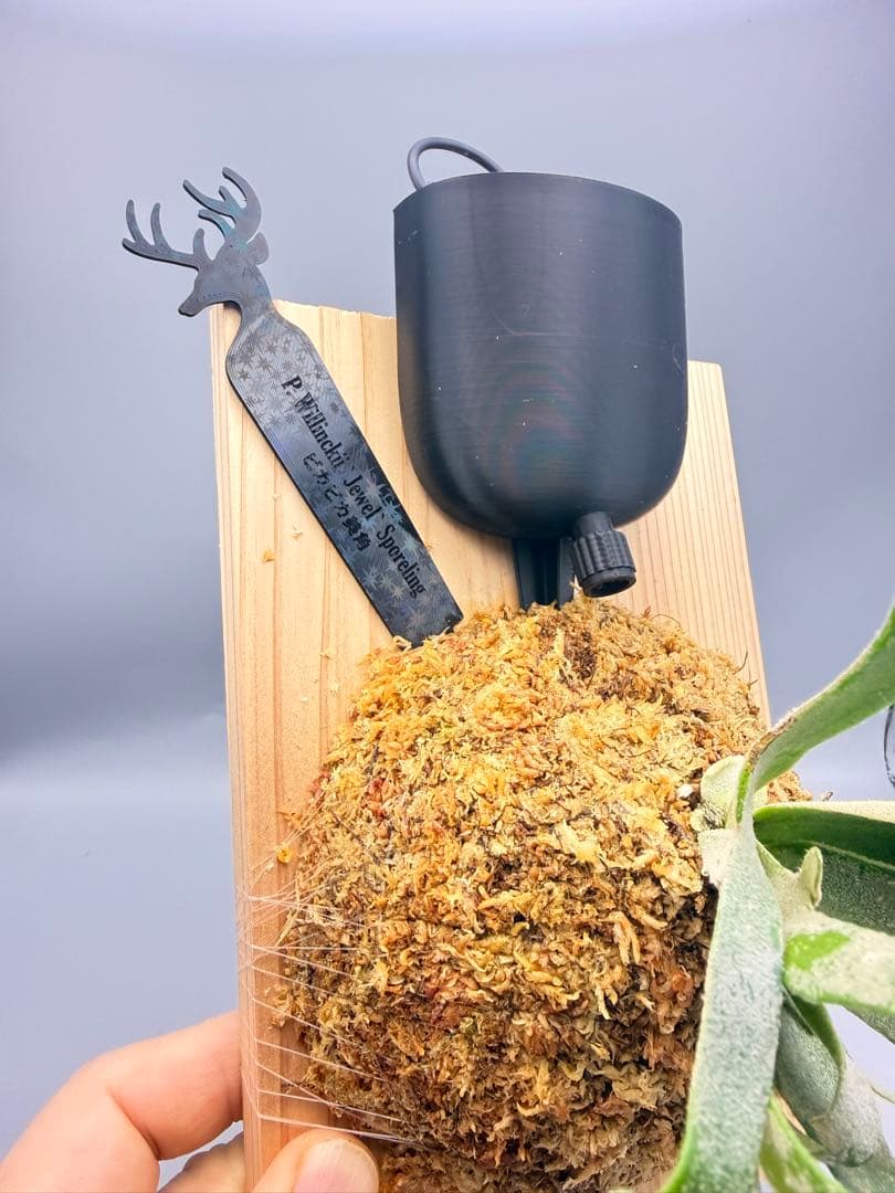 極大サイズ　ビカクシダ P.willinckii 'Jewel' spore