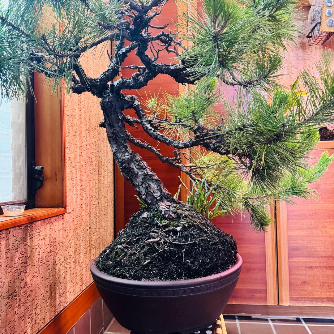 Porco　【特価】松盆栽大品　樹高 90cm 特大