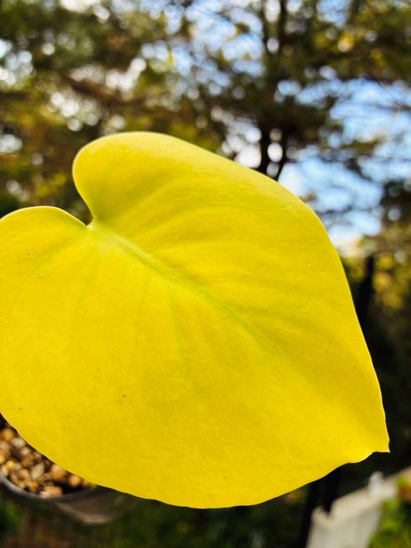 モンステラ　デリシオーサ ‘Triple Yellow’ 新種　黄金葉