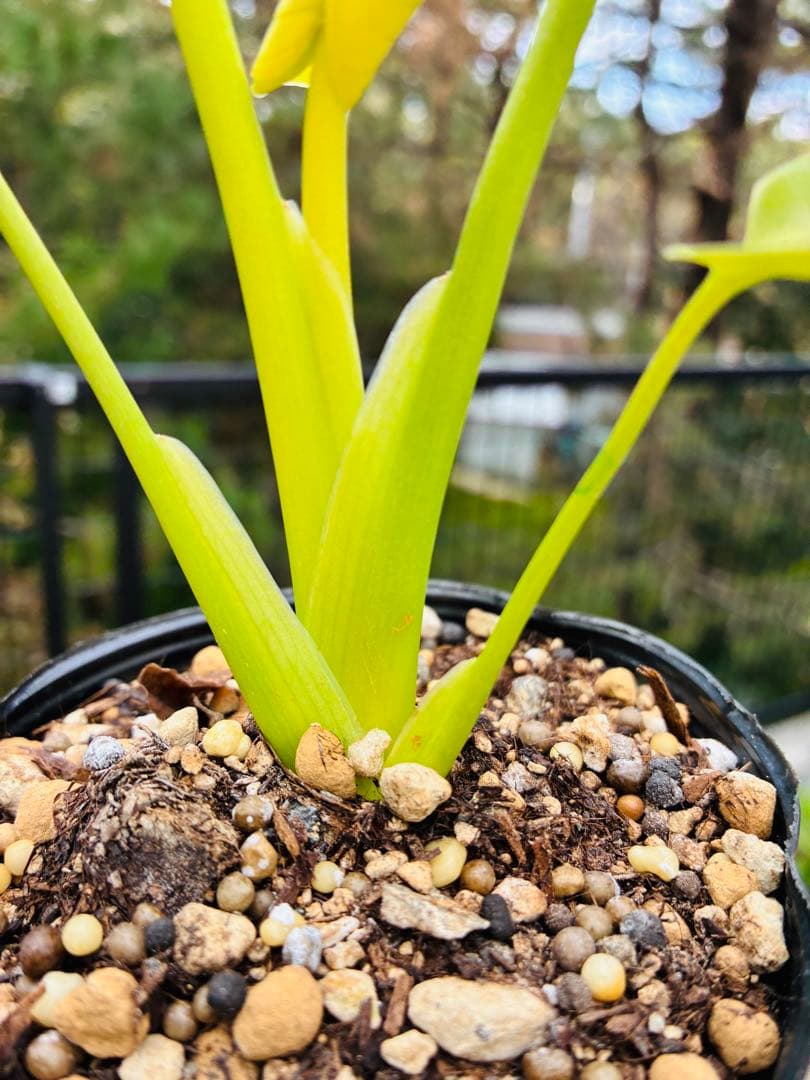 モンステラ　デリシオーサ ‘Triple Yellow’ 新種　黄金葉