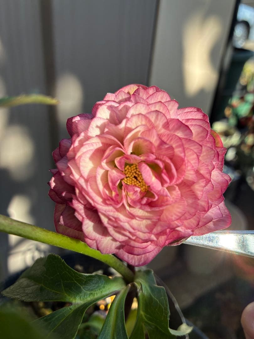 ♡横山園芸♡プリマドレス　超多弁