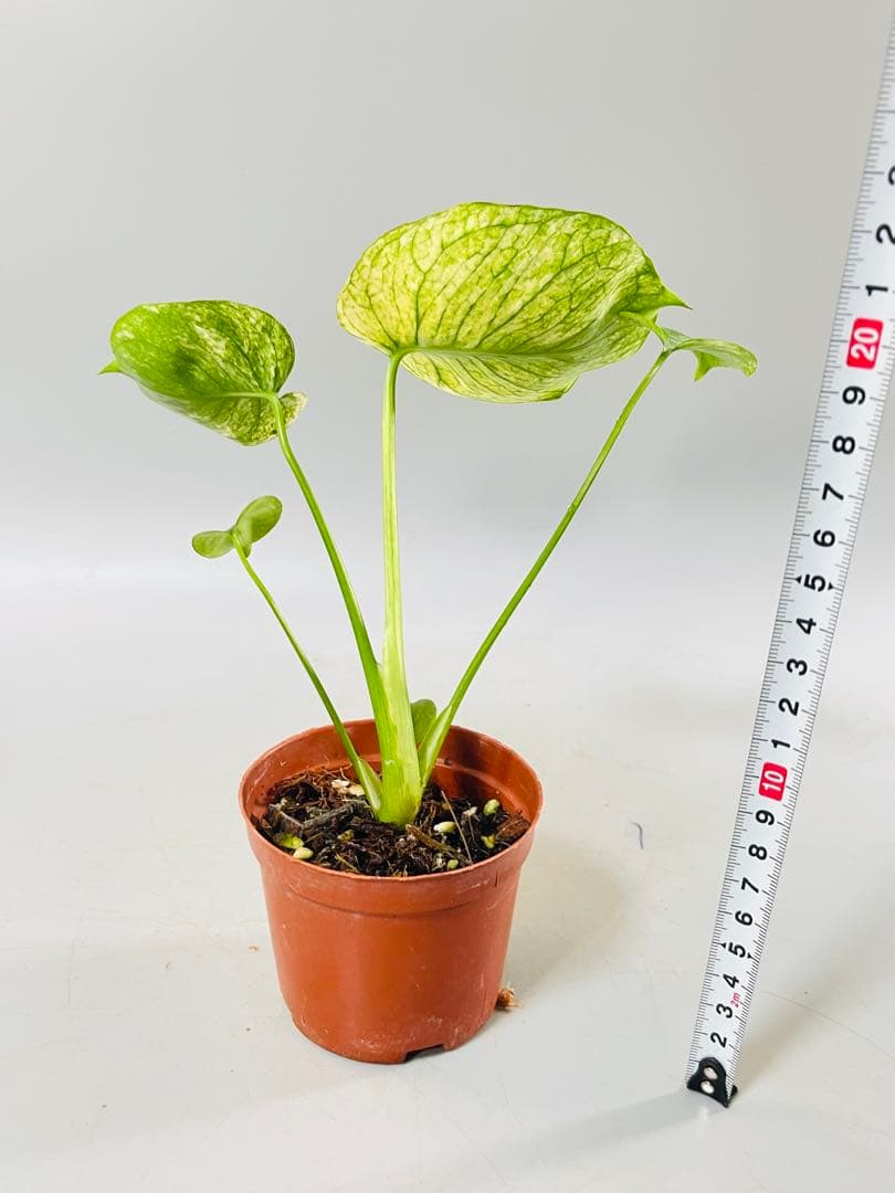 モンステラ　ミント　サイアム 斑入り　Deliciosa Mint Siam