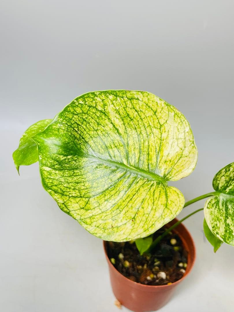 モンステラ　ミント　サイアム 斑入り　Deliciosa Mint Siam