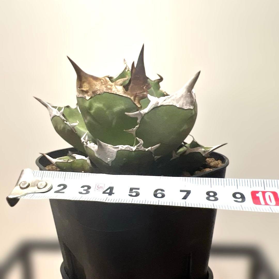 アガベ 鉢植発送 白犀牛 極上血統 スペシャル個体 中株サイズ