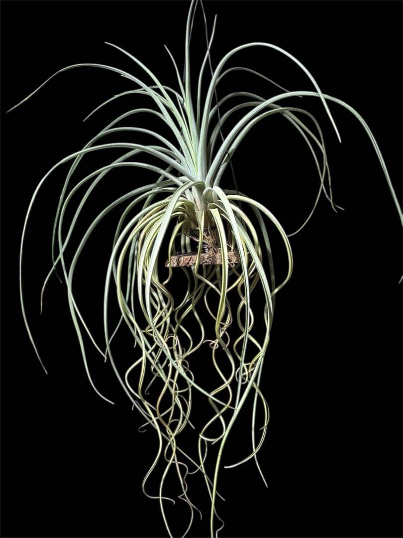 ティランジア レディーフォーリフトオフ / 特大株 交配種 チランジア 希少株