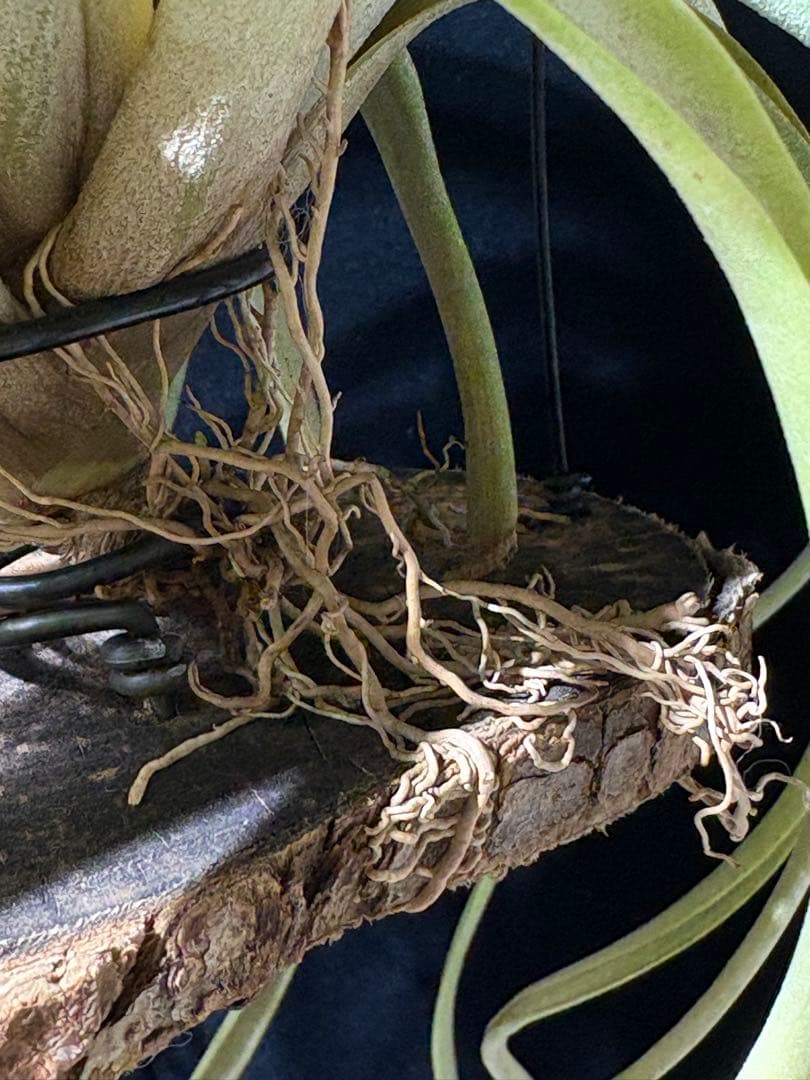 ティランジア レディーフォーリフトオフ / 特大株 交配種 チランジア 希少株