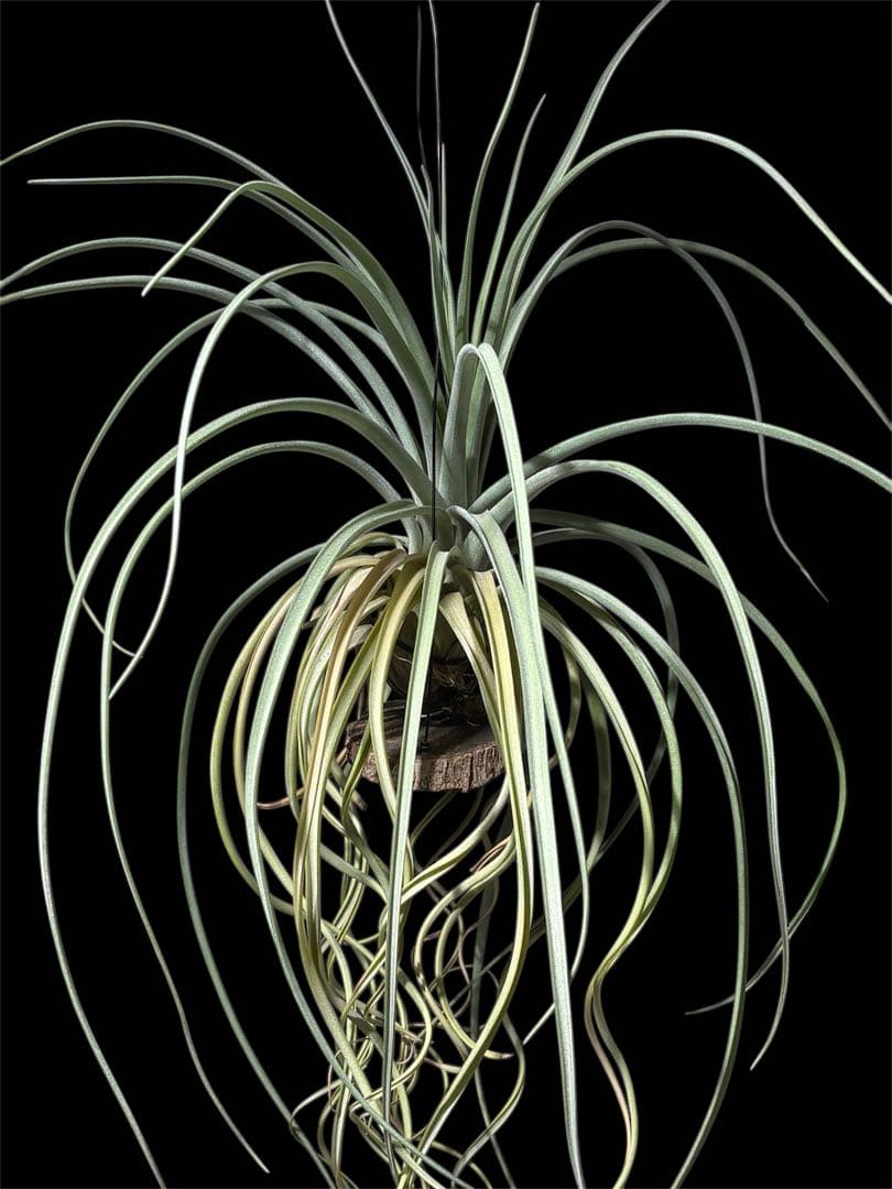 ティランジア レディーフォーリフトオフ / 特大株 交配種 チランジア 希少株