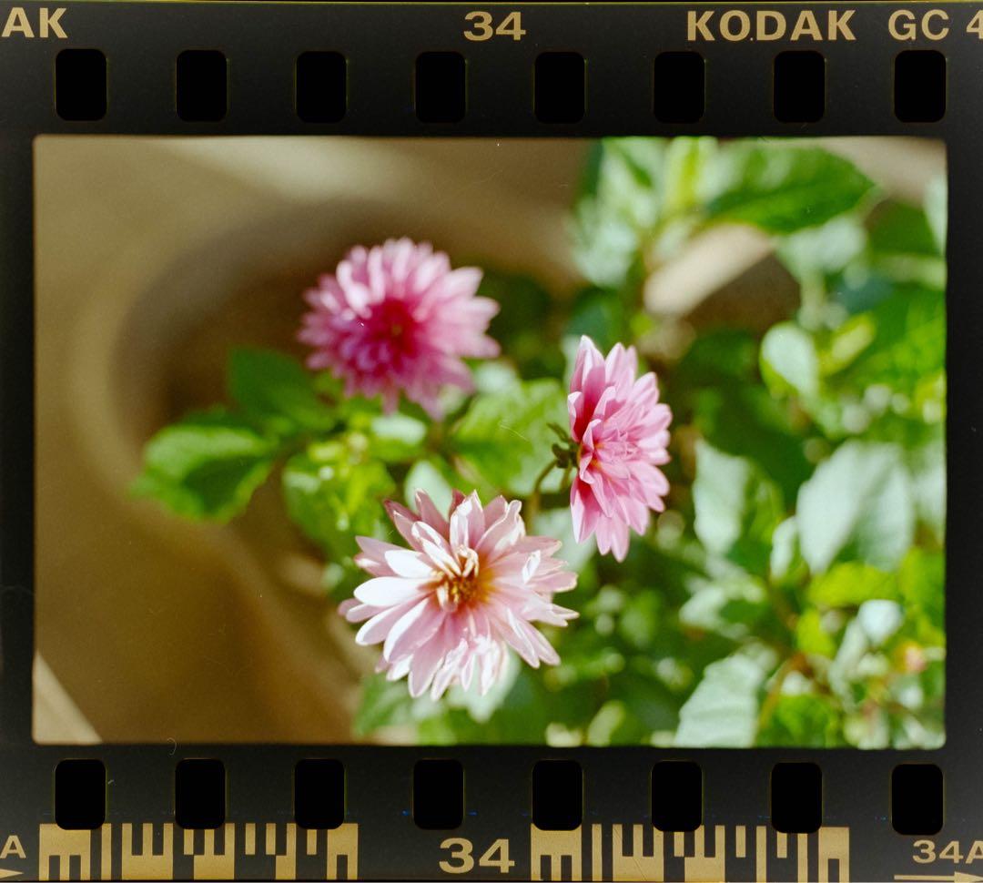 【整備済】Canon 旧F-1 前期 ボディ ブラック　※作例掲載