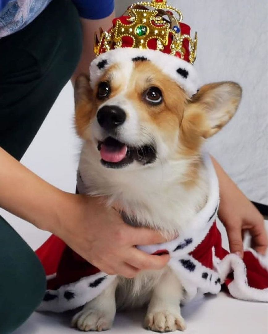 【AA級呪物】金運上昇・財運呼び寄せの聖犬「セントヘレナ」