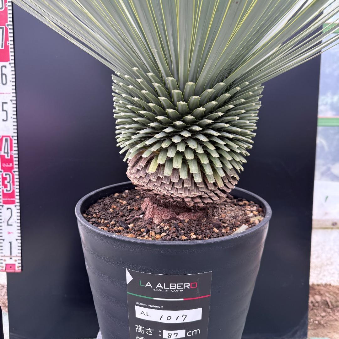 【AL1017】ユッカ　ロストラータ