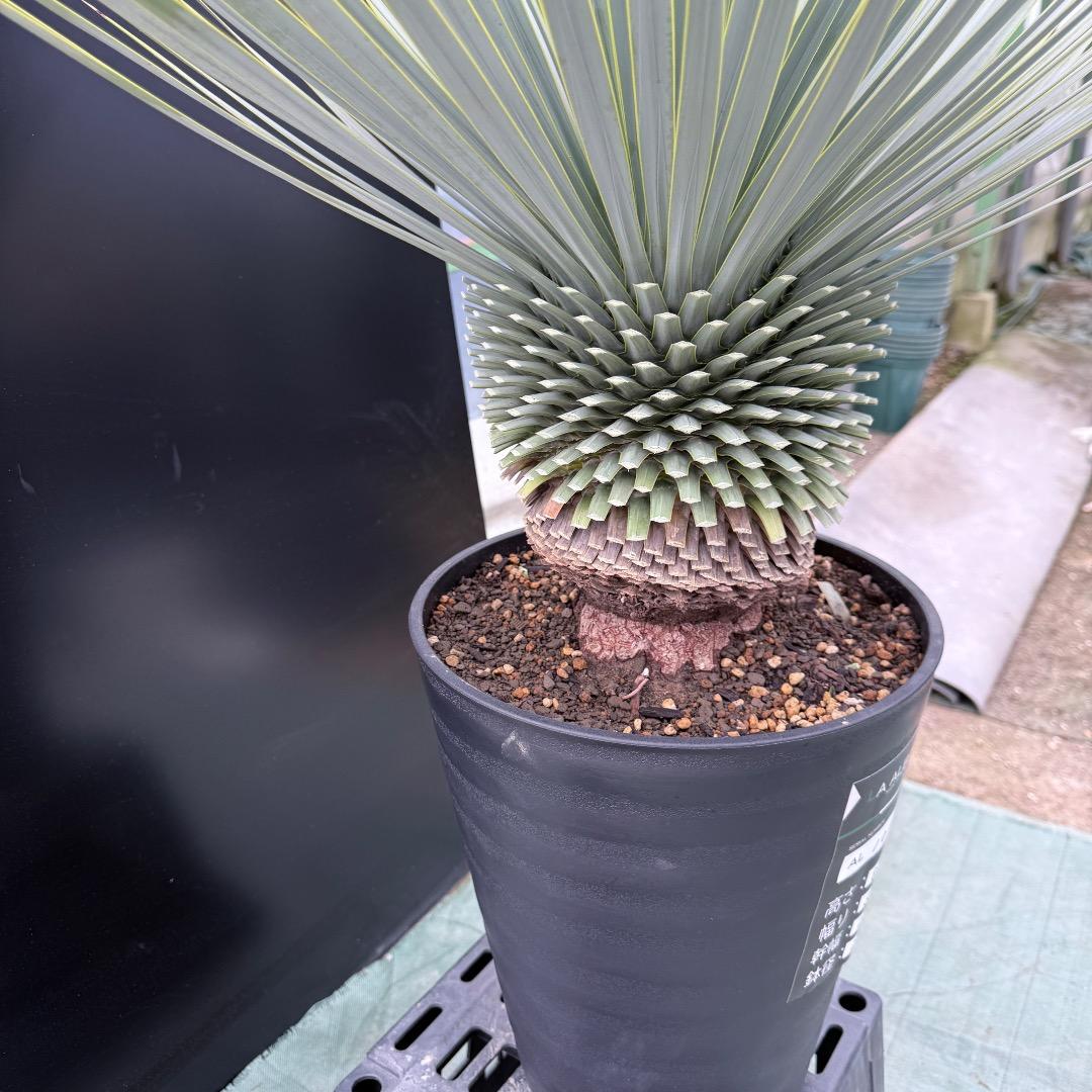 【AL1017】ユッカ　ロストラータ