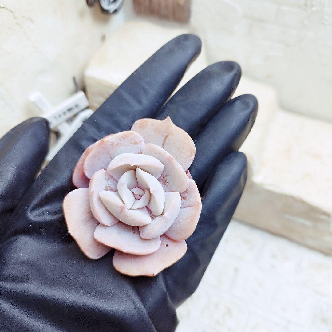 リラシナ変異◎多肉植物 カット苗 韓国苗 エケベリア等