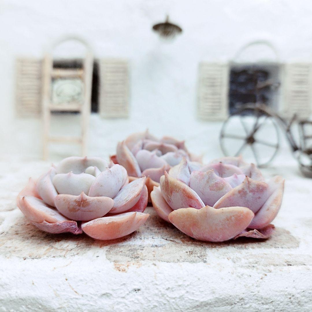 リラシナ変異◎多肉植物 カット苗 韓国苗 エケベリア等