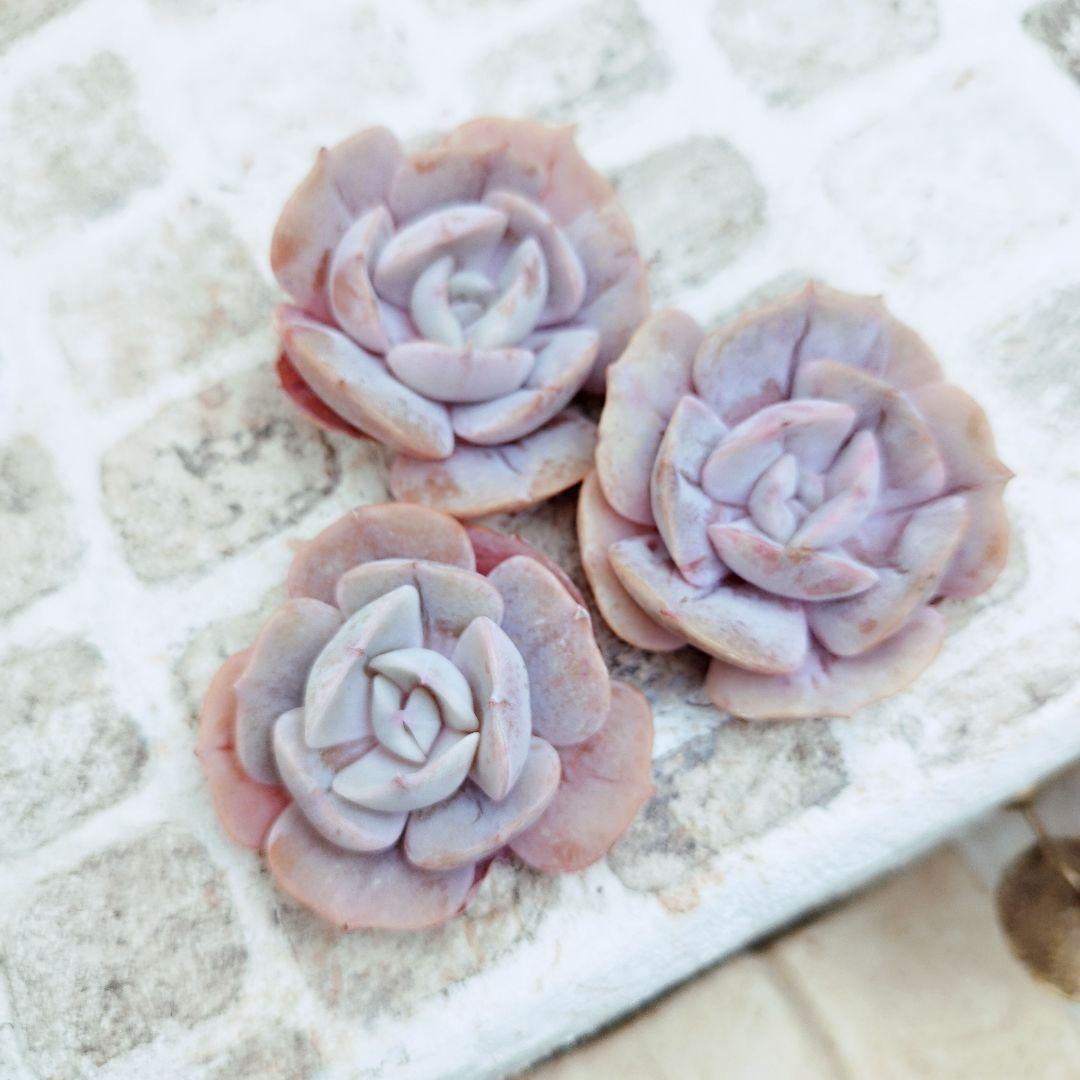 リラシナ変異◎多肉植物 カット苗 韓国苗 エケベリア等