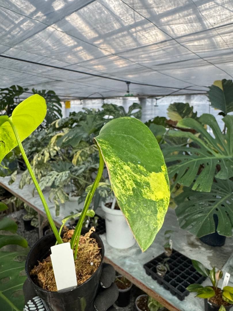 ち*。様 K2モンステラ　イエローマリリン　黄斑入り