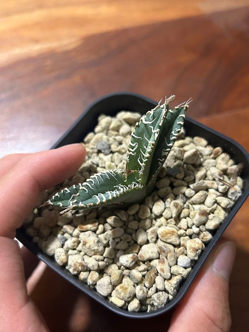 アガベ 台湾ゴジラ　当店オリジナルTC 子株　限定100個