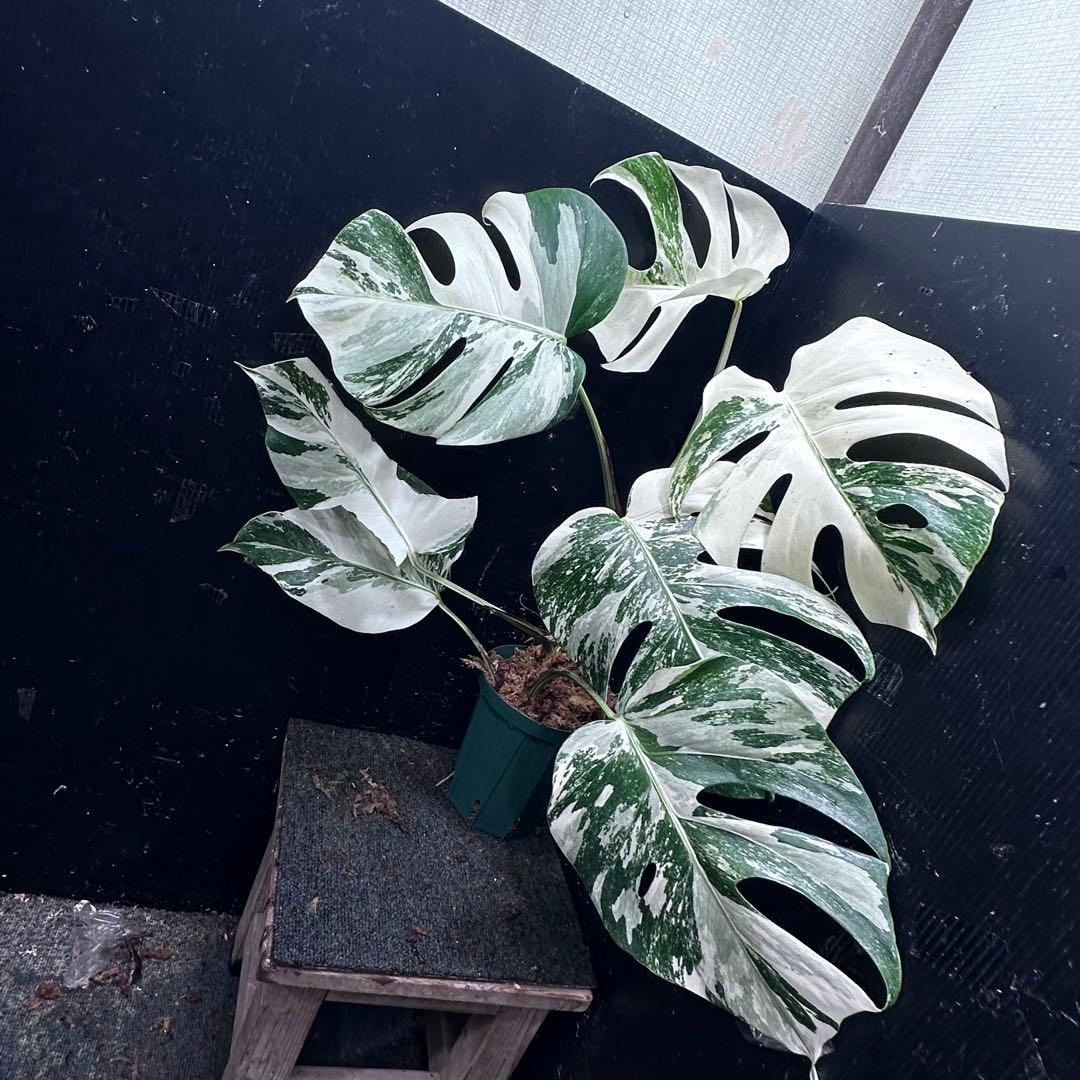 ビ*ズ様 斑入りモンステラ ホワイトタイガー極美大株65cm白斑多