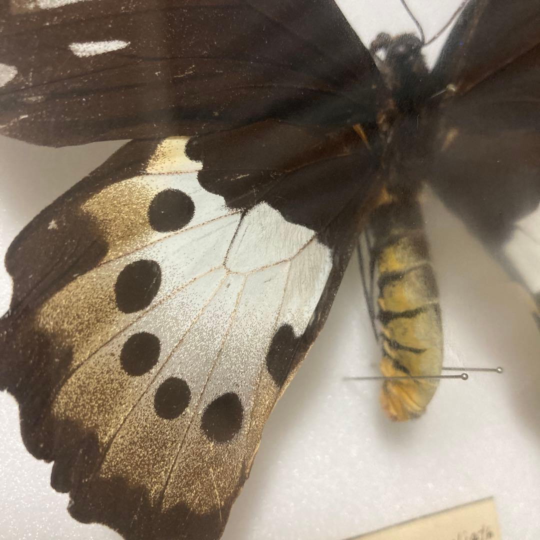 ゴライアストリバネアゲハ　ペア 蝶 標本　昆虫