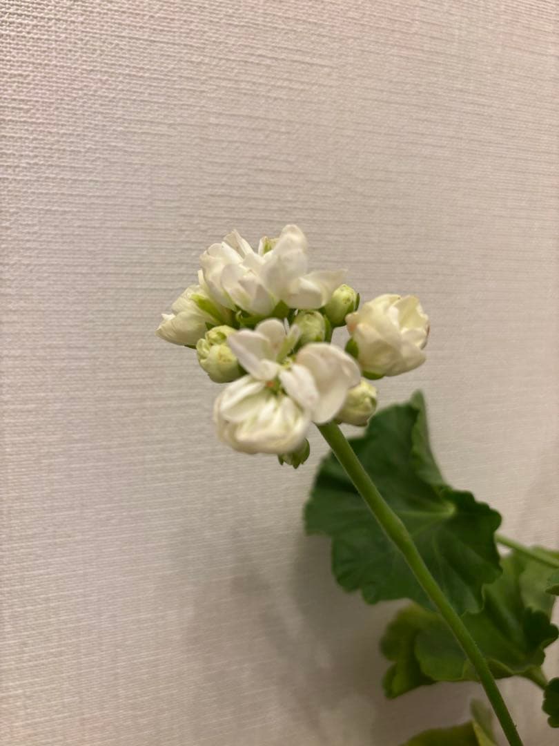 Flowerflower　白いチューリップ咲ゼラニウム　珍しいゼラニウム苗