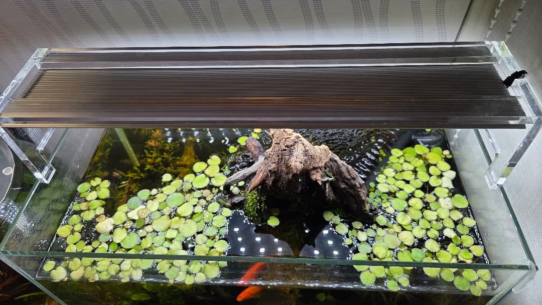 【都内直接引渡】豪華ADA 45cm水槽フルセット アクアスカイ/青華石10数点