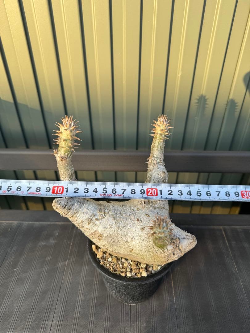 パキポディウム　デンシフローラム　発根済み　現地球