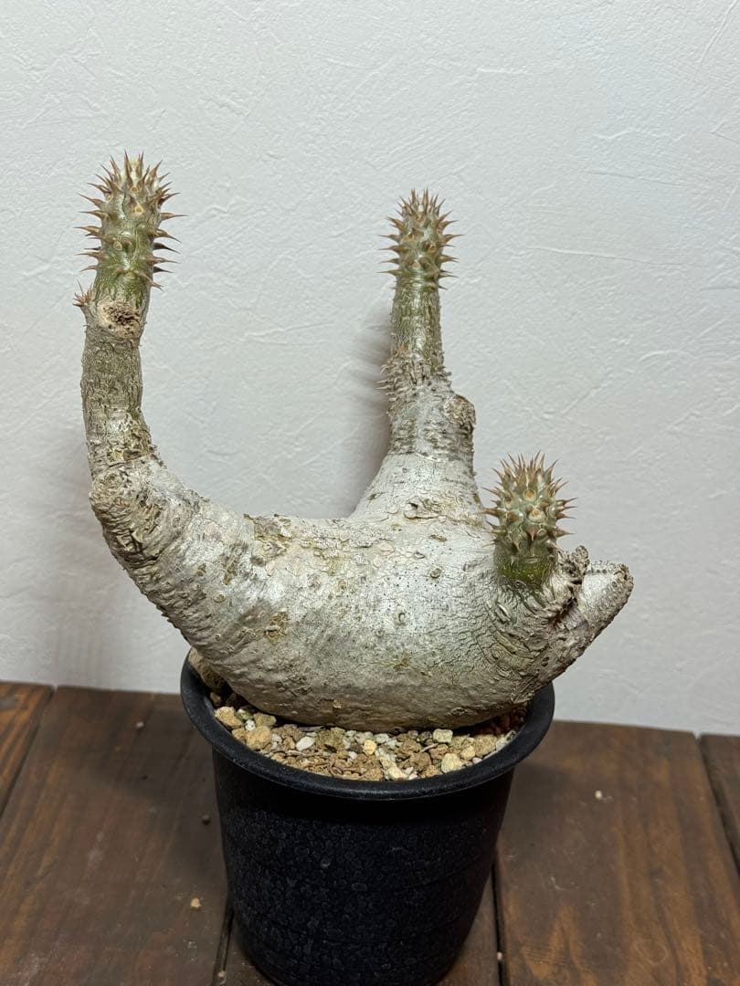 パキポディウム　デンシフローラム　発根済み　現地球