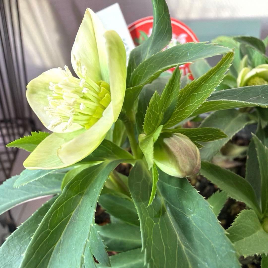 まい様　リクエスト　おまとめ3点