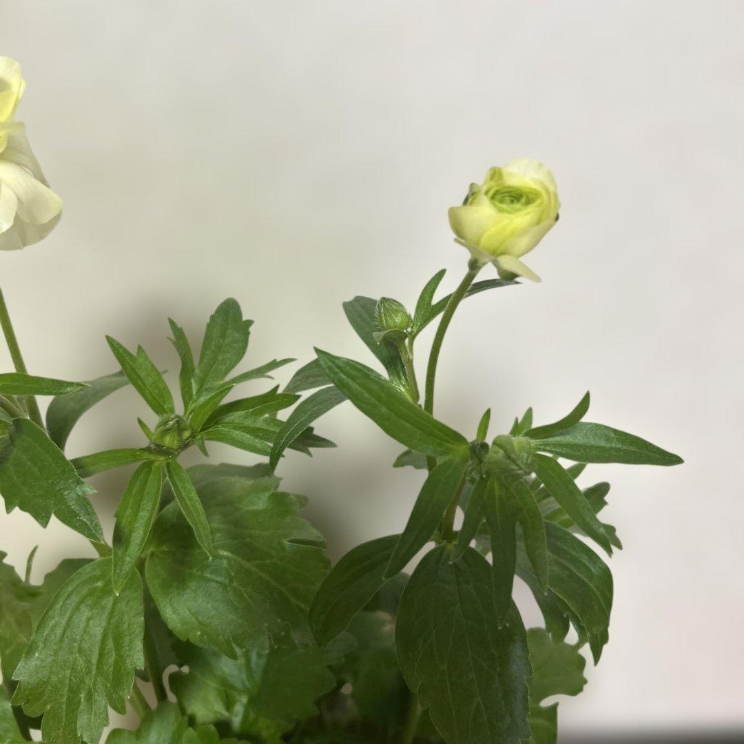 ジャスミンラナンキュラスラックス　グレーシス❤️ベスタリス