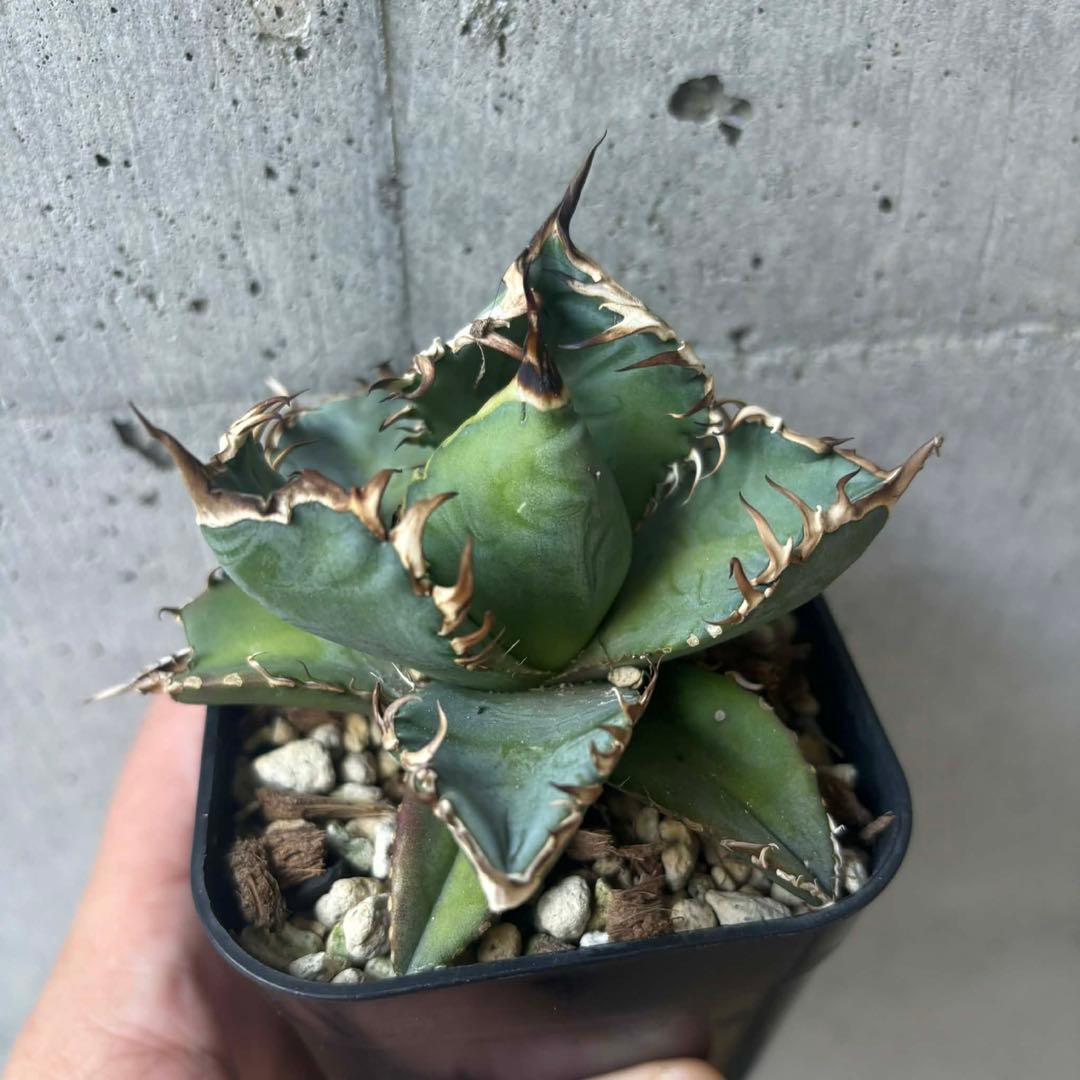 アガベ　オテロイ　選抜株の子株