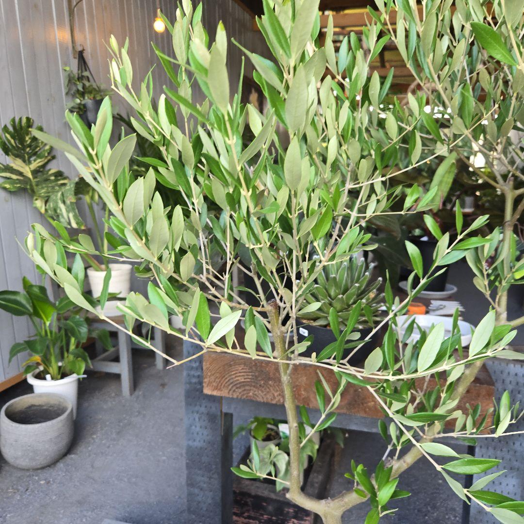 ⑫　オリーブの木souju　『ミッション』８号　特大苗木最高等級極上品‼️