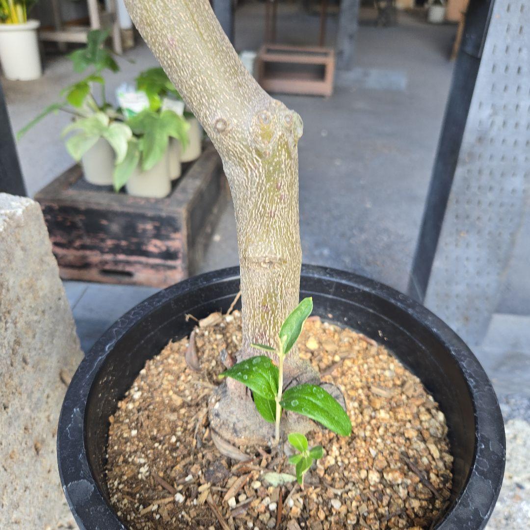 ⑫　オリーブの木souju　『ミッション』８号　特大苗木最高等級極上品‼️