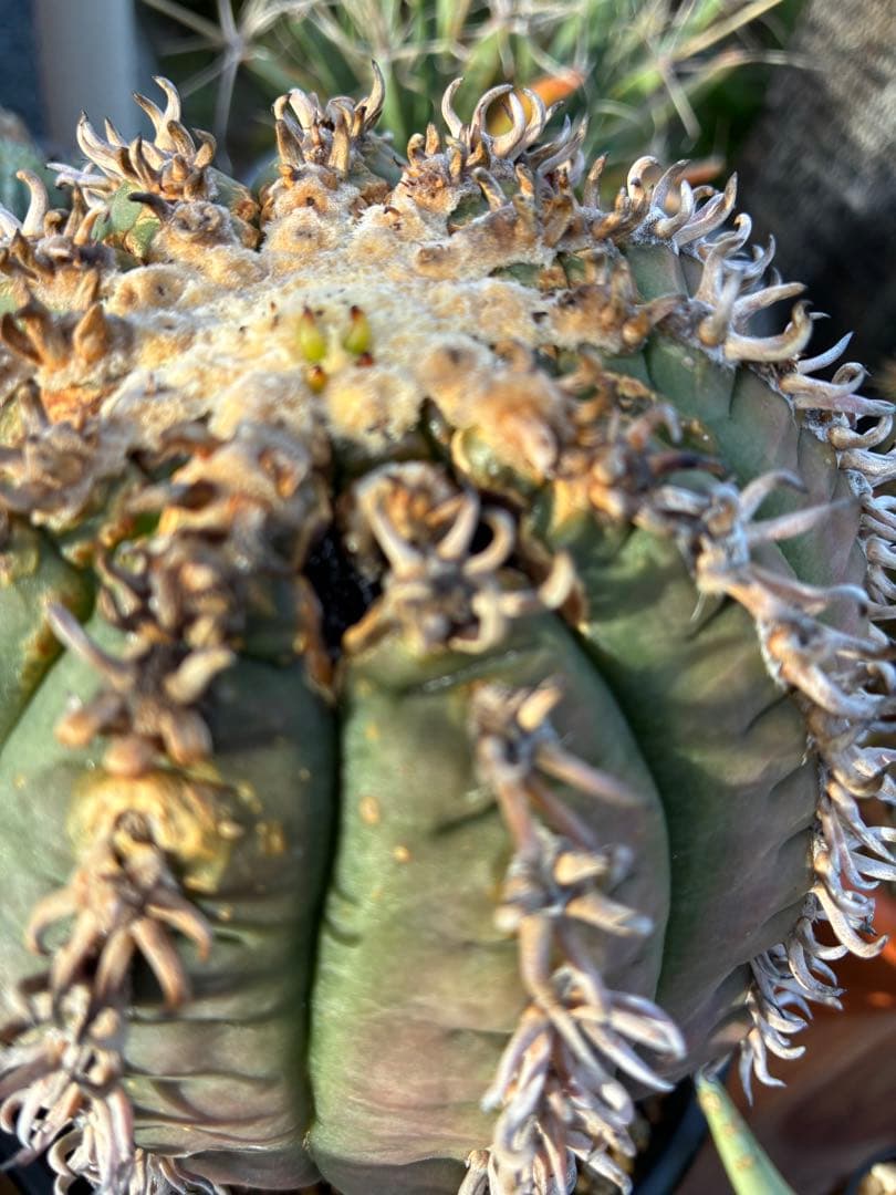 【アビス】短刺天平丸　狂刺タイプ　特大株　親株　鉢のまま発送