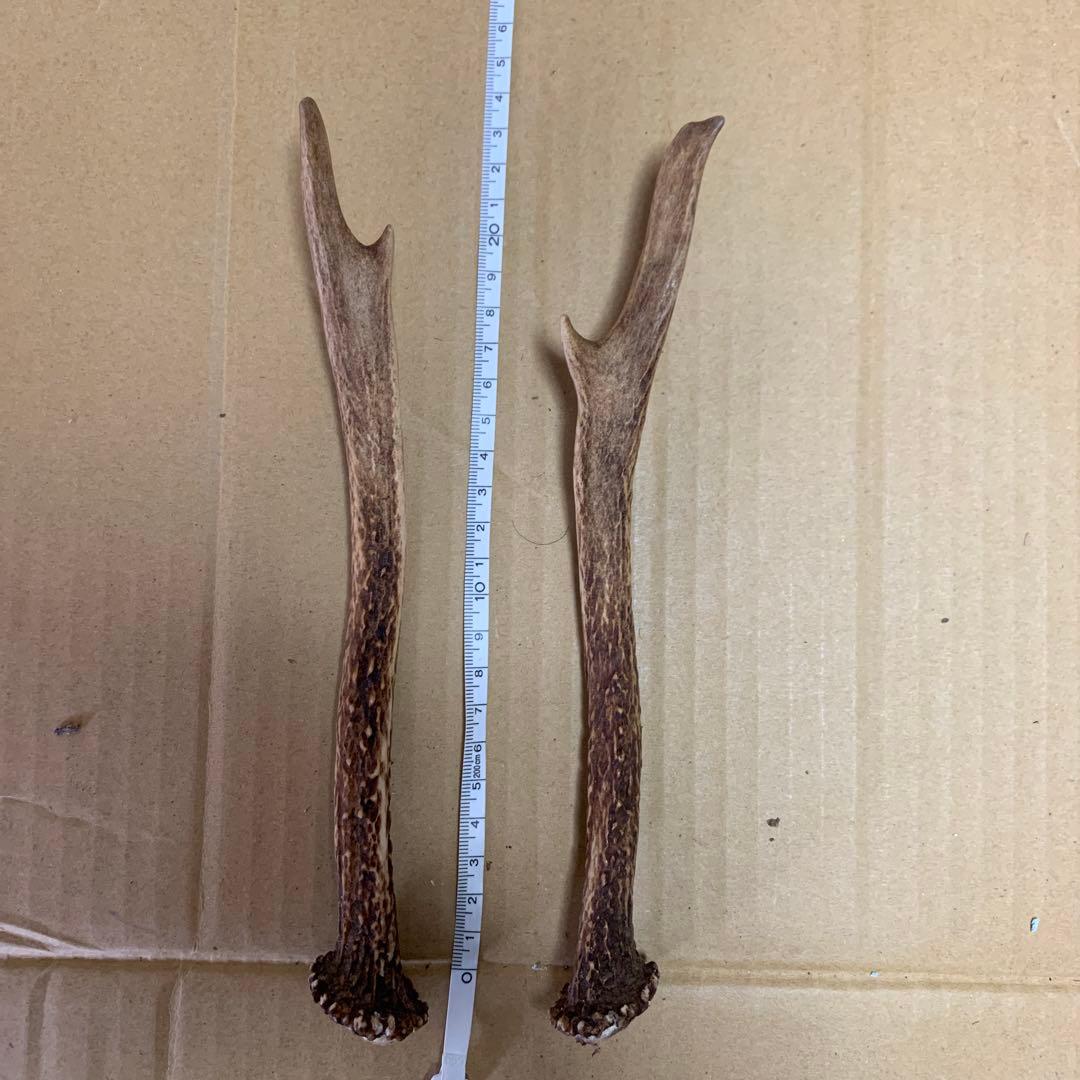 鹿の角 鹿角 38本　インテリア 犬 おもちゃ