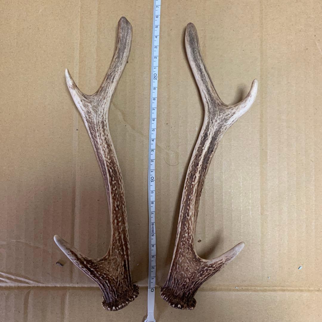 鹿の角 鹿角 38本　インテリア 犬 おもちゃ