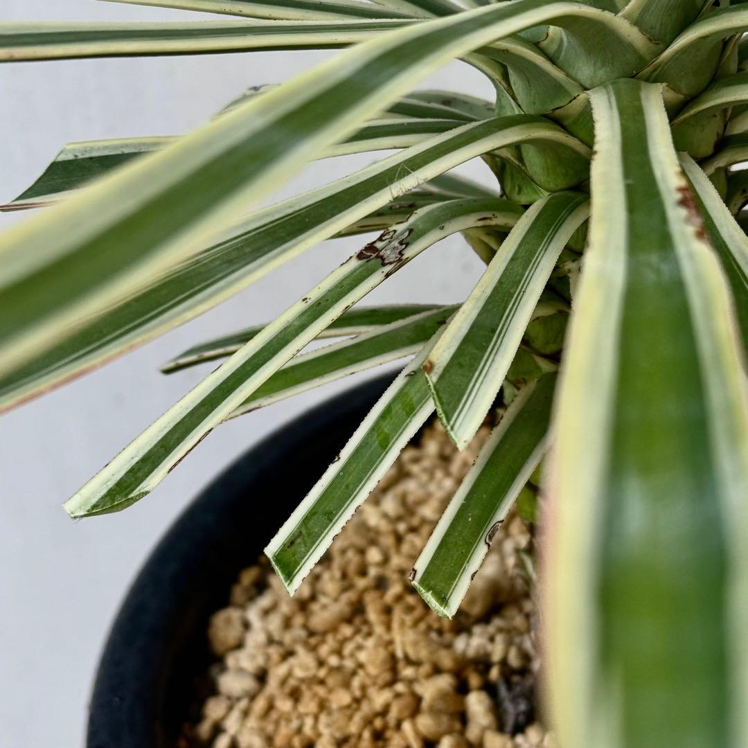 ユッカ アロイフォリア 斑入り②バリエガータ 千寿蘭