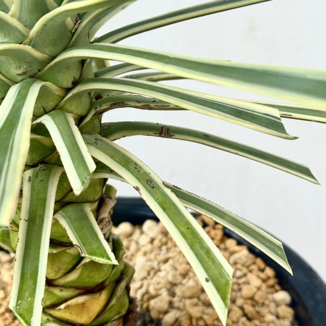 ユッカ アロイフォリア 斑入り②バリエガータ 千寿蘭