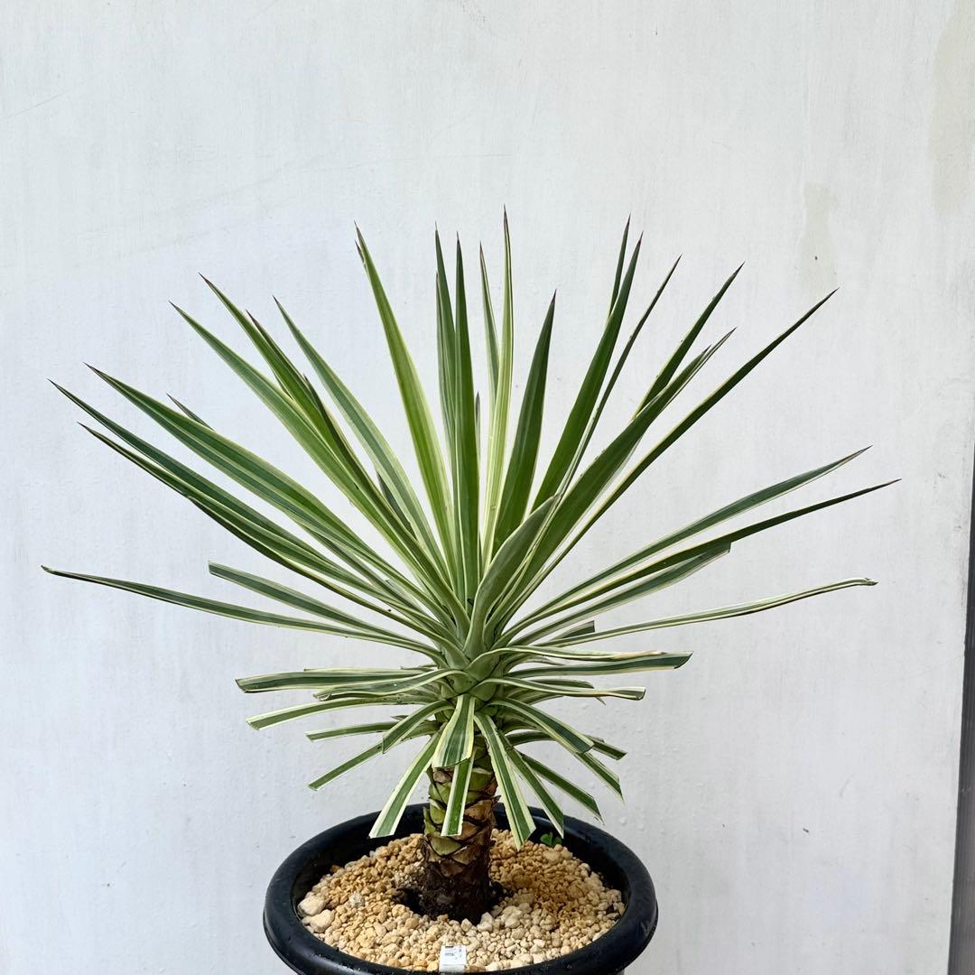 ユッカ アロイフォリア 斑入り②バリエガータ 千寿蘭