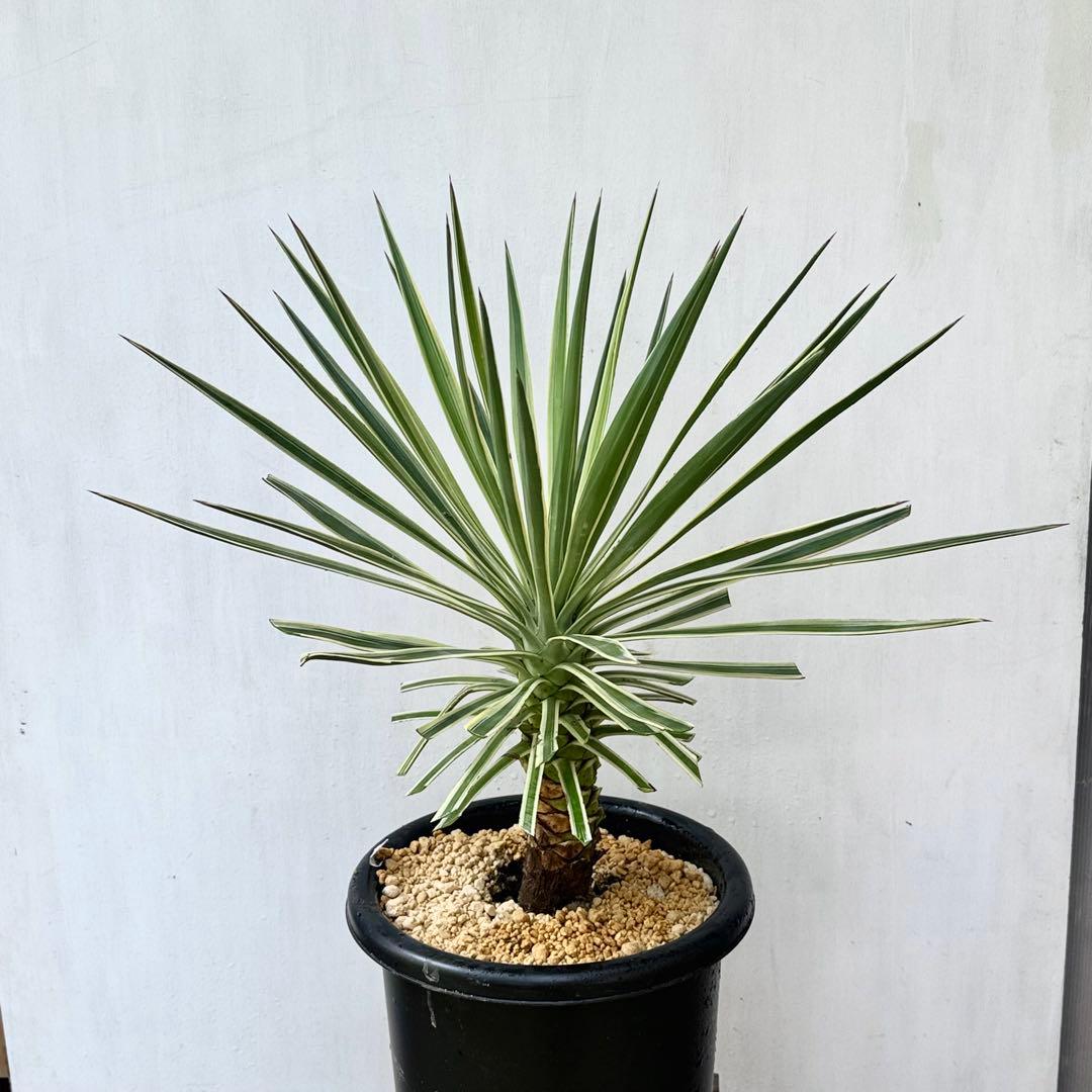 ユッカ アロイフォリア 斑入り②バリエガータ 千寿蘭