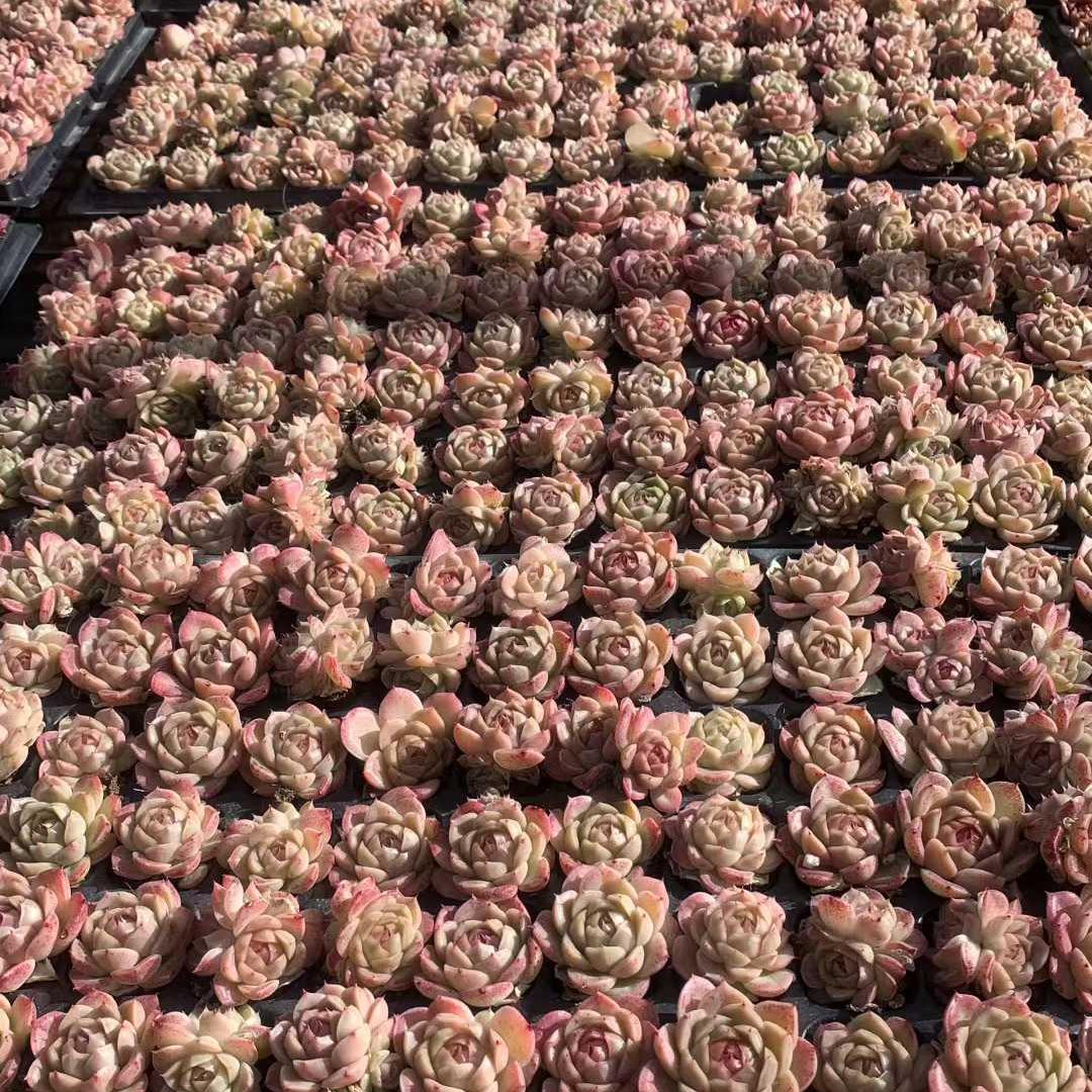 Top【選抜株】多肉植物　23457花火 105個　プラグトレー苗