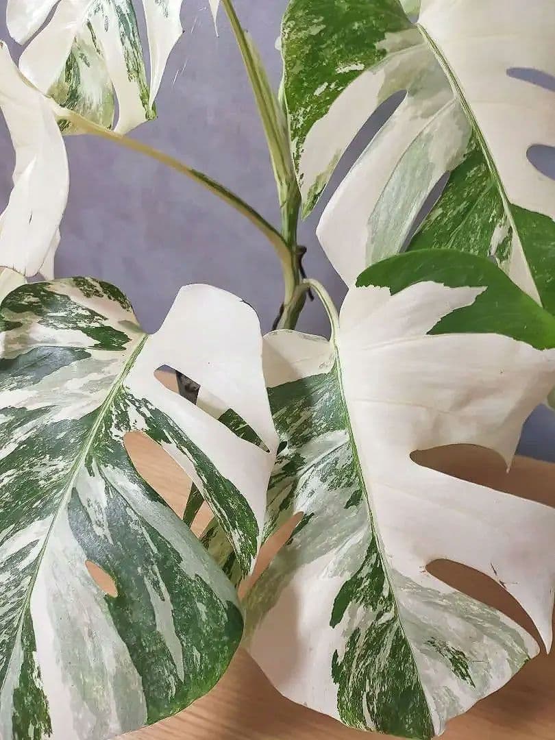 モンステラ ホワイトタイガー 極美株 55cm 斑入りボルシギアナ