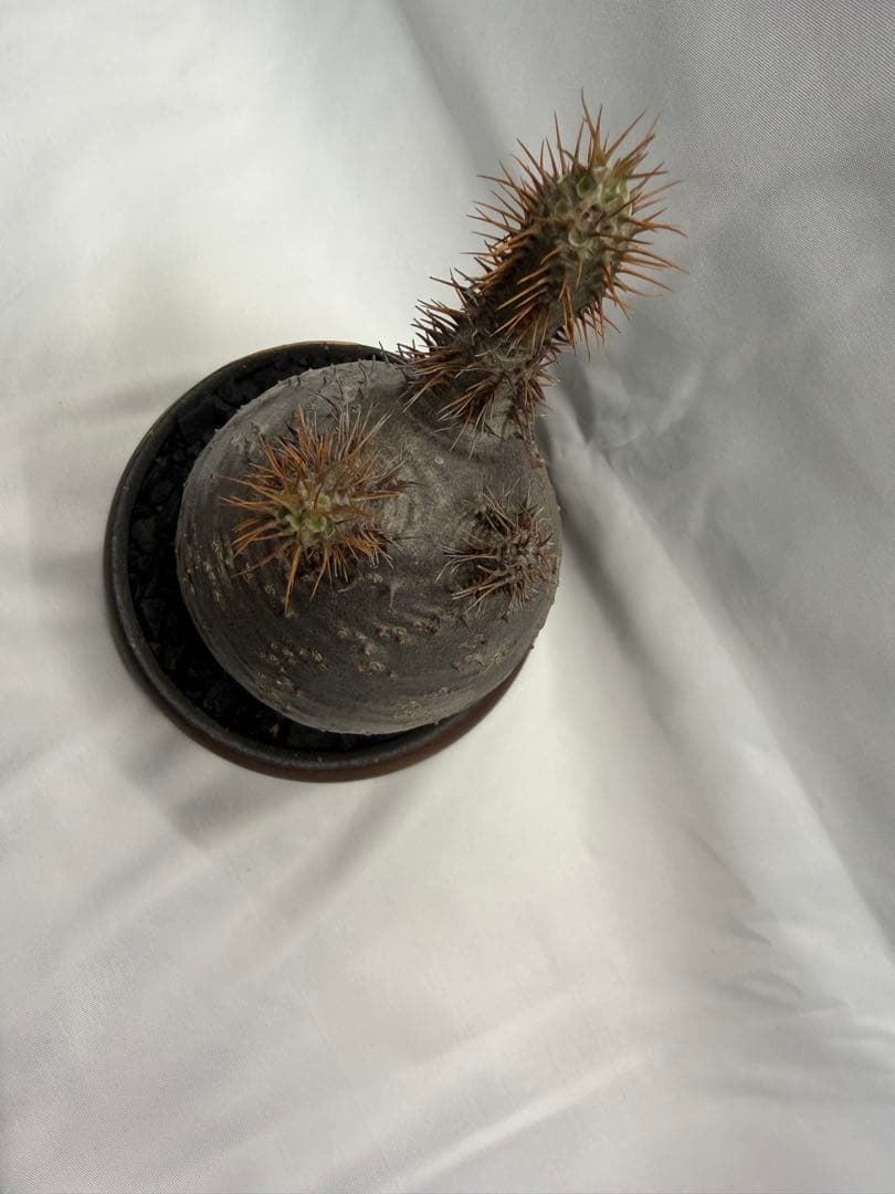 invisible ink インビジブルインク MAD ボタナイズ グラキリス